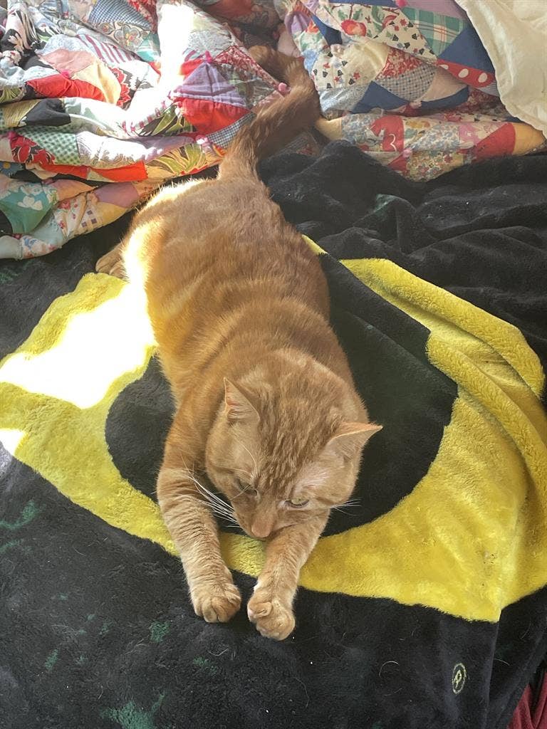 44 man with cat