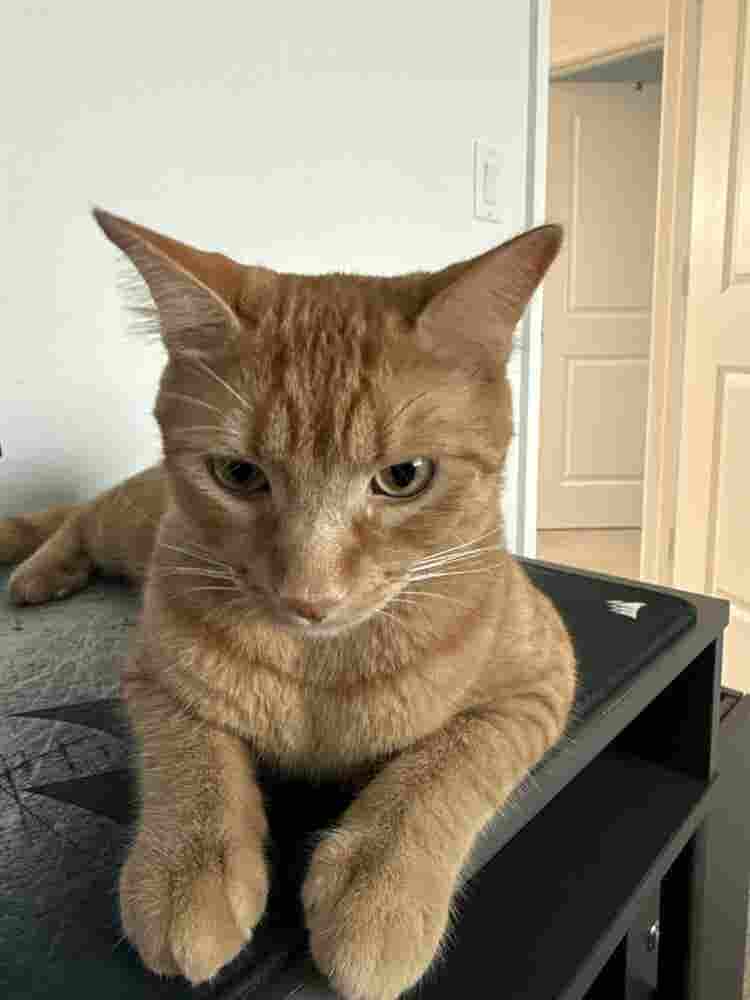 Looking for a room or roommate