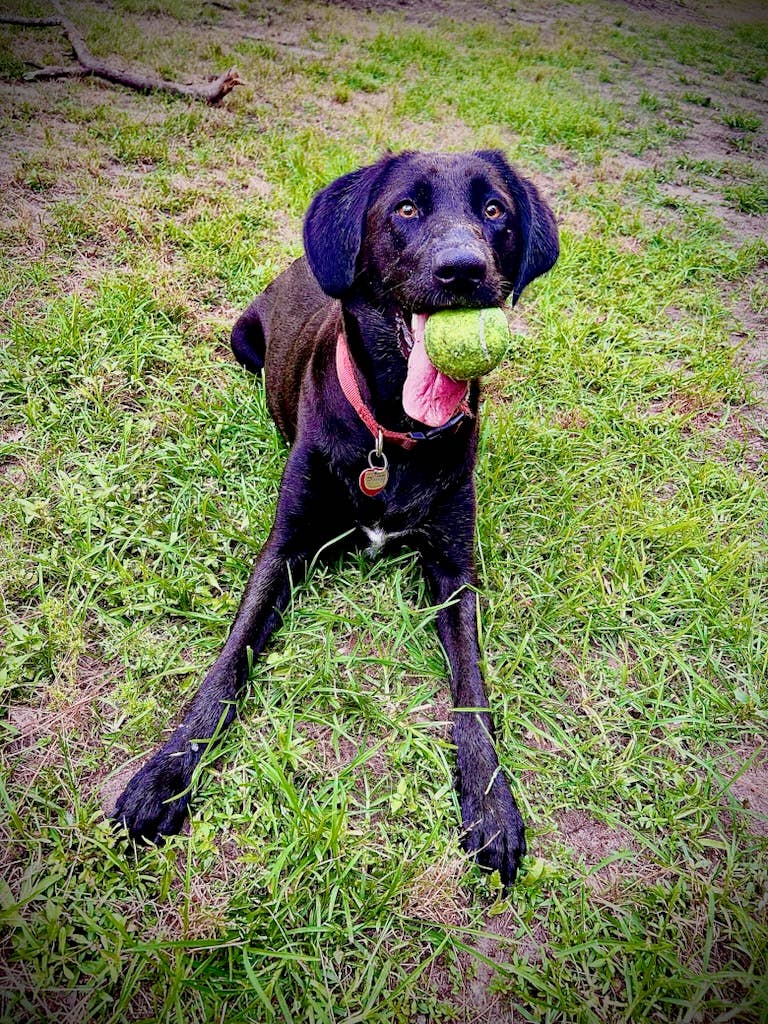 yo male with 3 yo dog