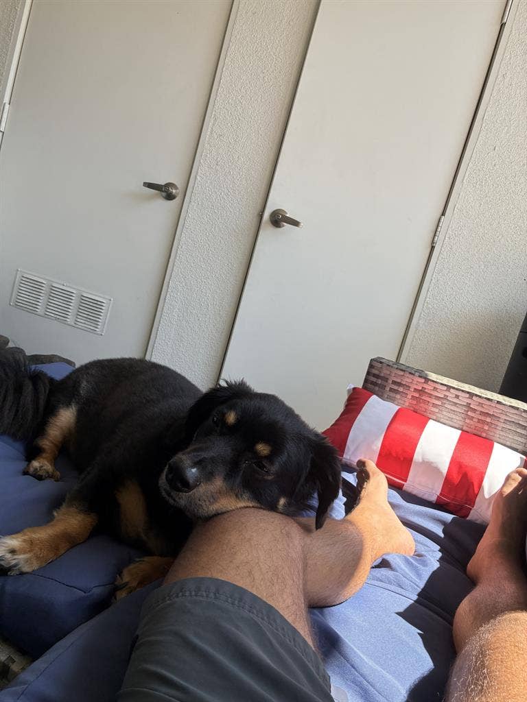 ISO room to rent for me and my dog