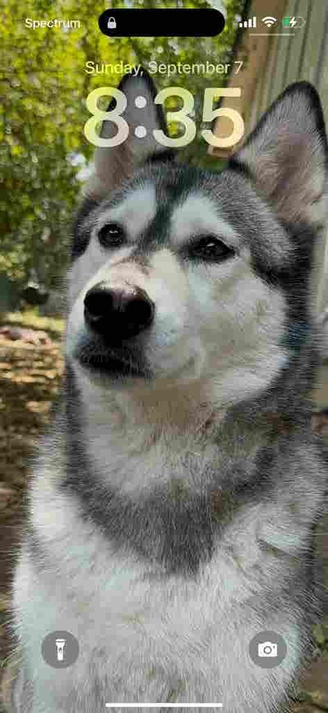 Couple + Dog Seeking Room to Rent