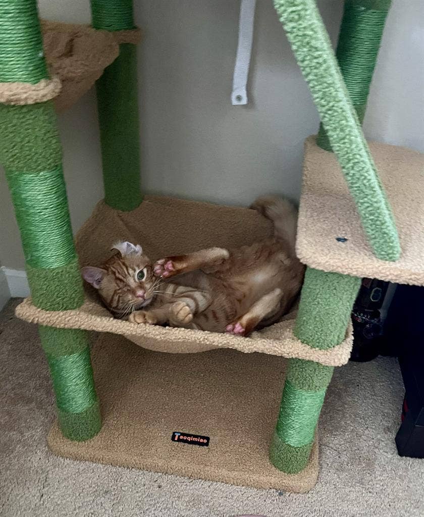 Looking for a room for rent