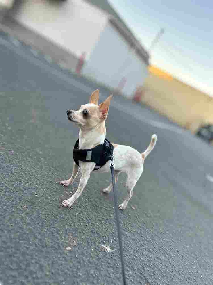 Hello! My names Moe!