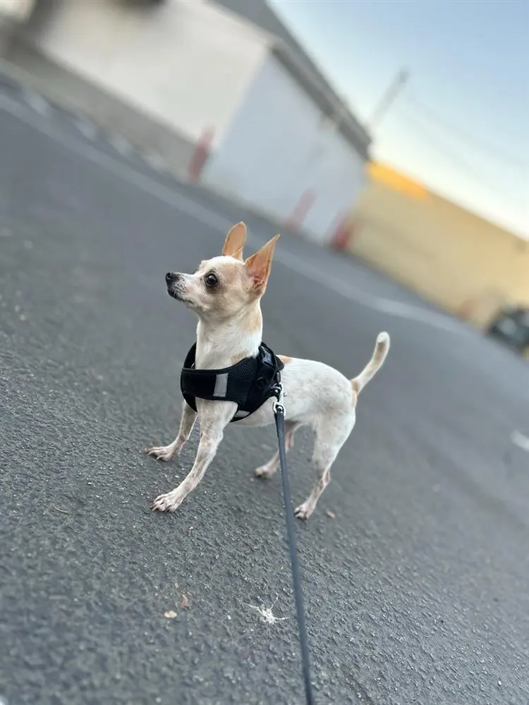 Hello! My names Moe!