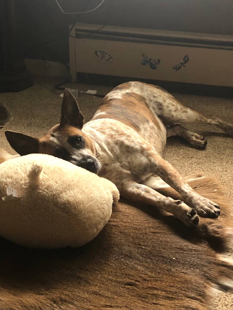 Looking for room to rent