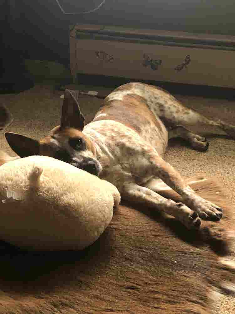 Looking for room to rent