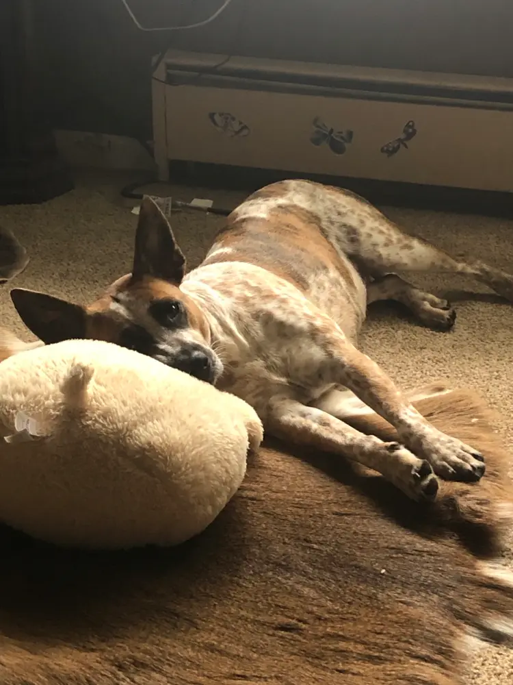 Looking for room to rent