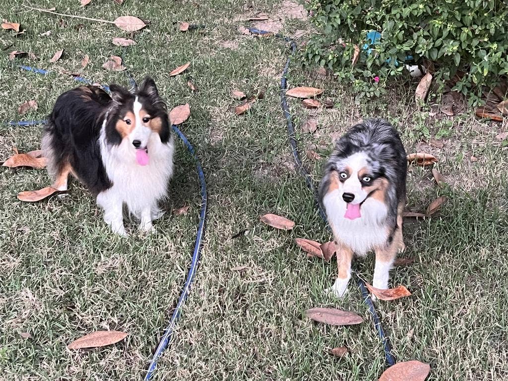 Need dog friendly home to share