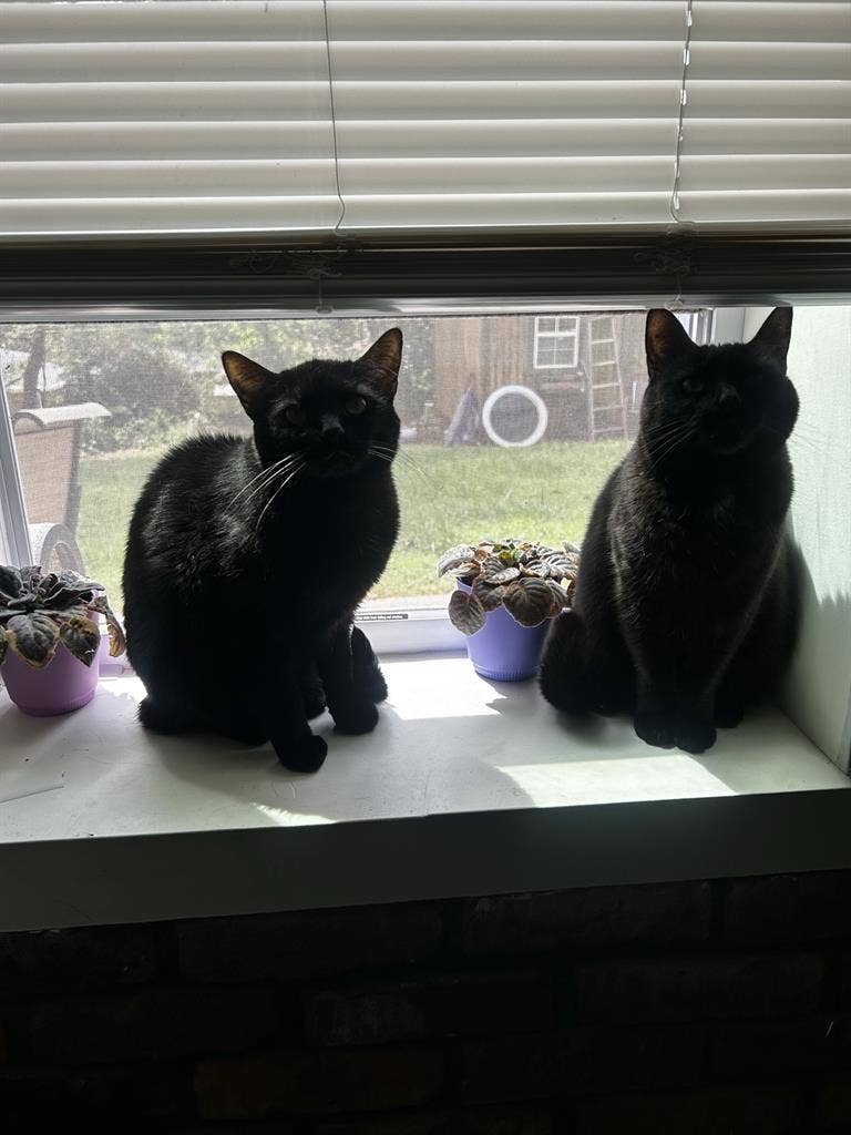 Looking for a room to rent.