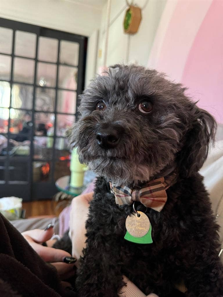 Creative couple with small dog