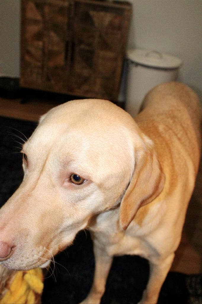 gorl and dog looking for room