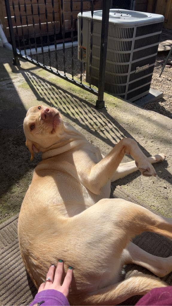 gorl and dog looking for room