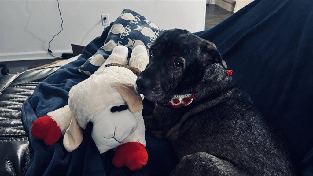 Looking to rent August