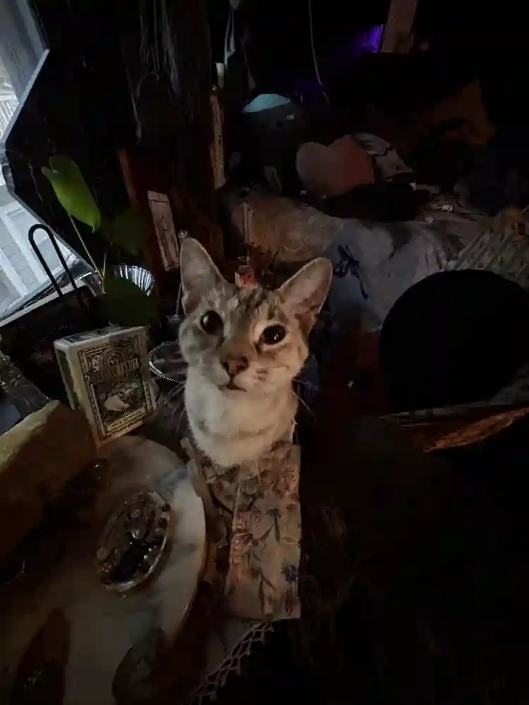 Couple + pets seeking private room