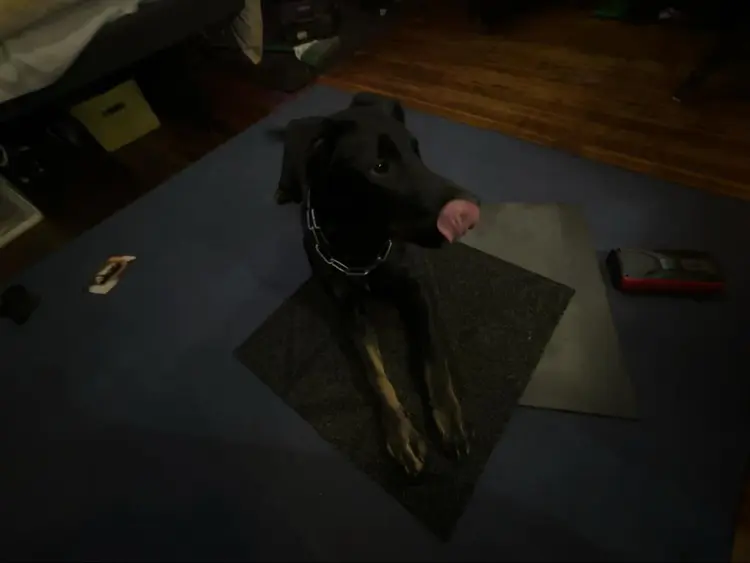 Couple + pets seeking private room