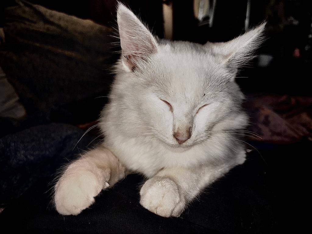 Couple + pets seeking private room