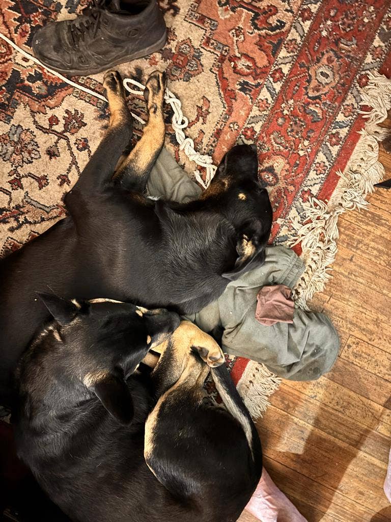 Couple + pets seeking private room