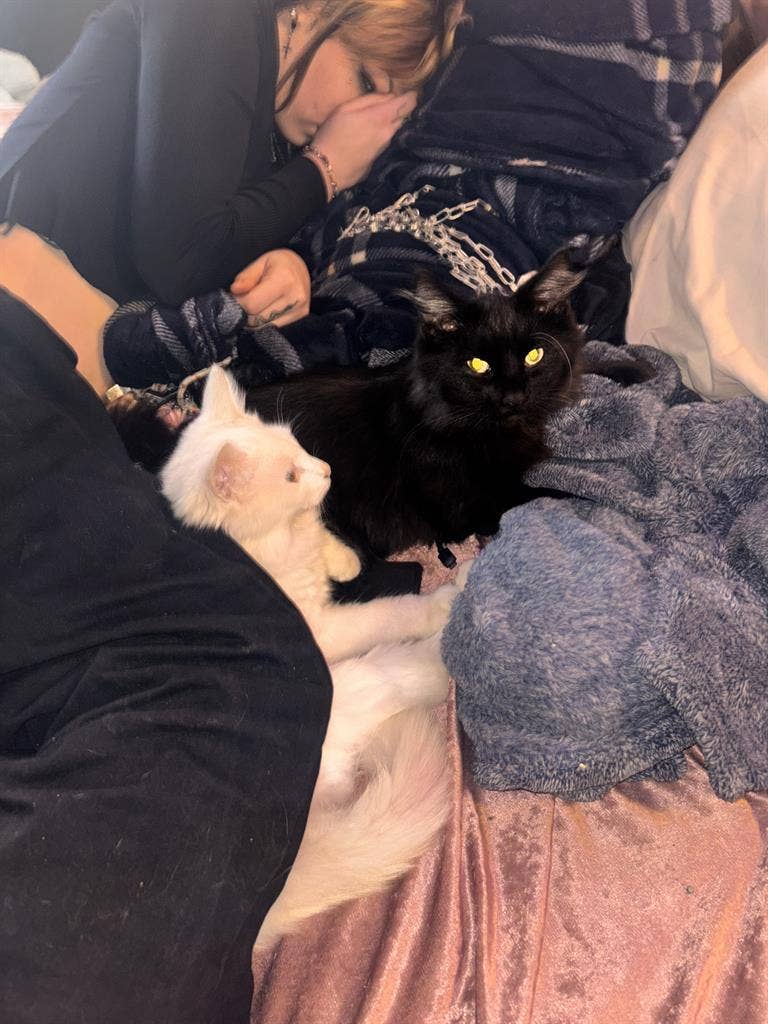 Couple + pets seeking private room