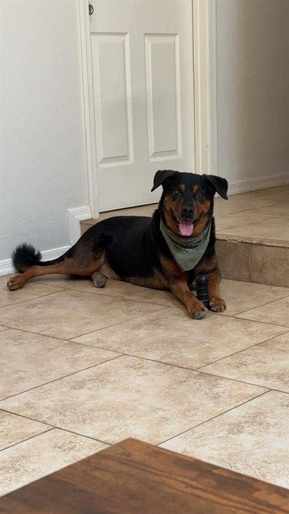 Looking for a house to rent