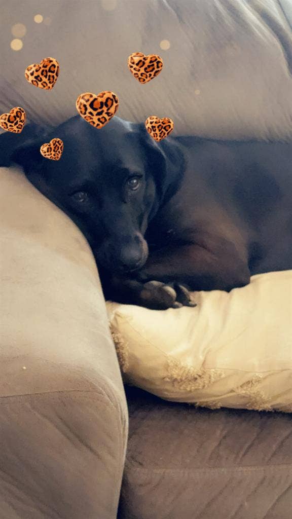 ISO RM for Bf, I  and our fur bby❤️