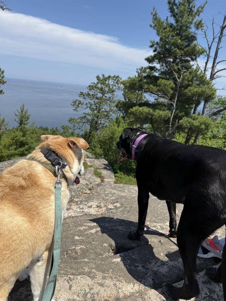 ISO roommate starting in April