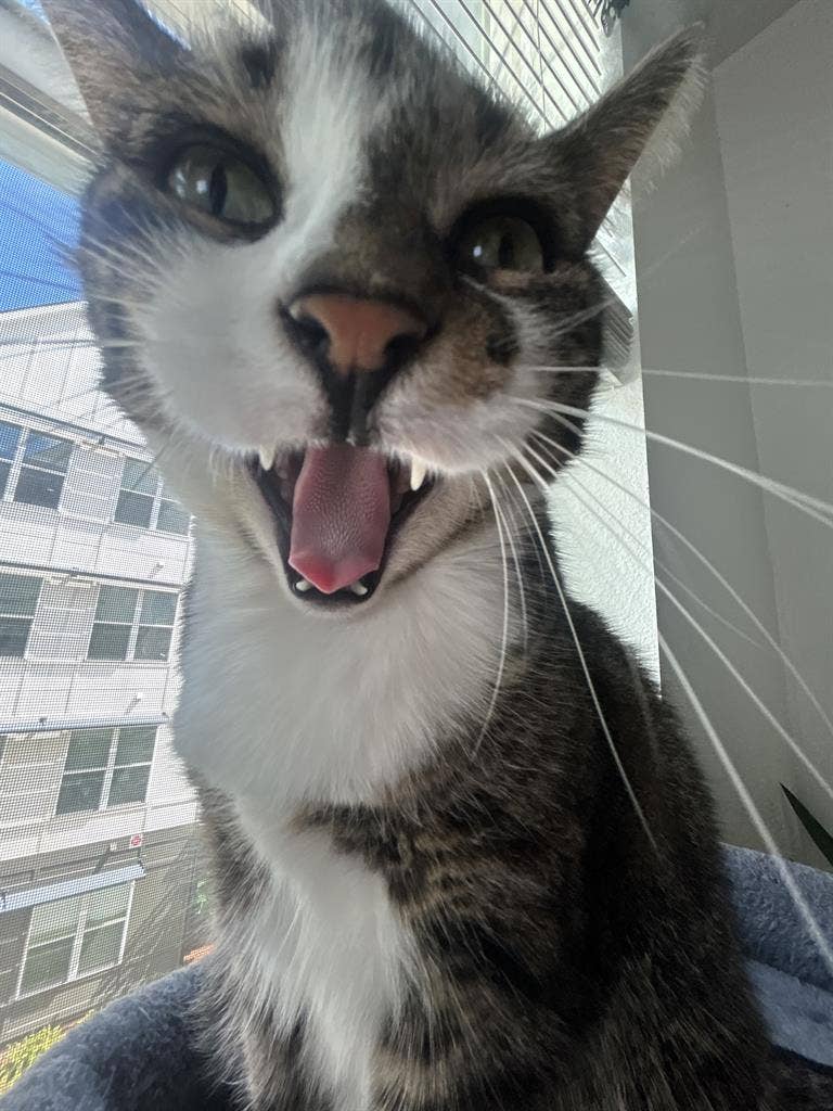 ISO ROOMMATE MOVING JAN 8
