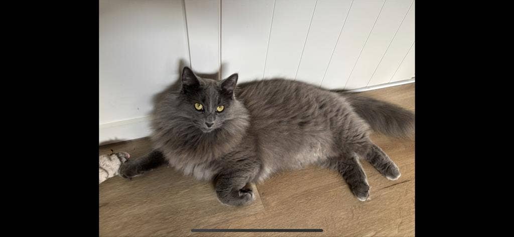 Room for 2 (couple with 2 cats)