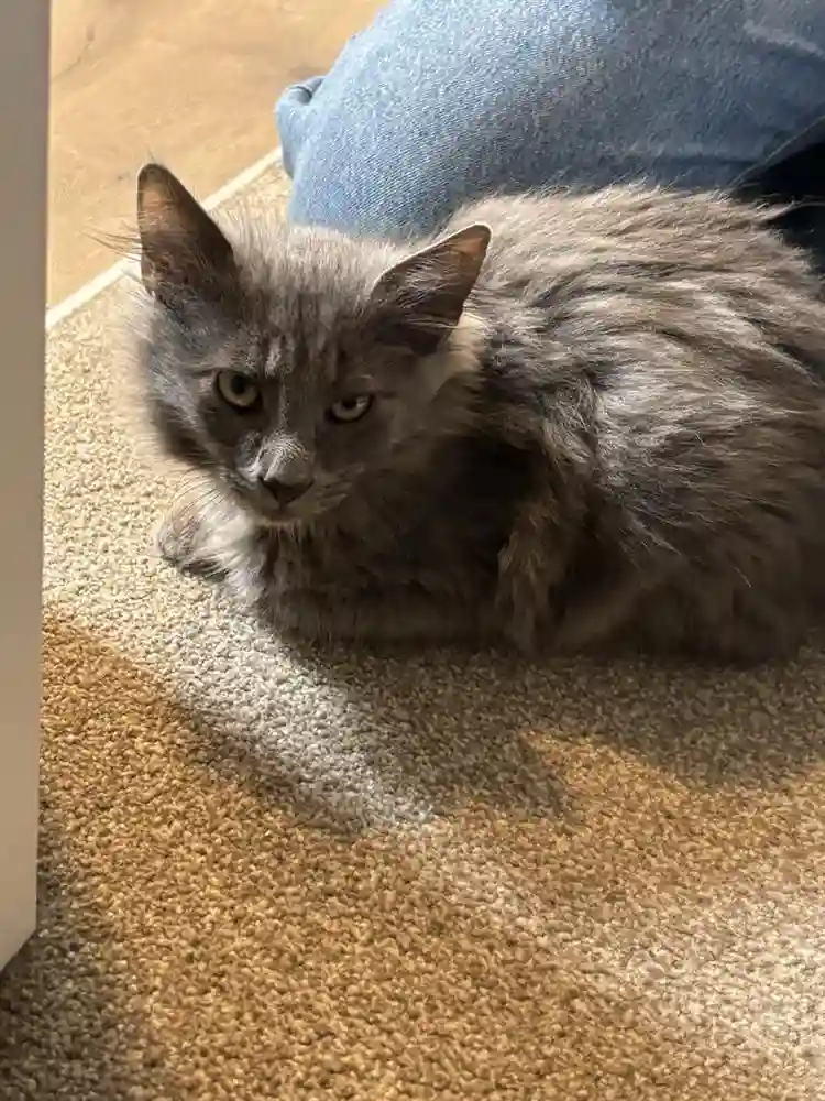 Room for 2 (couple with 2 cats)