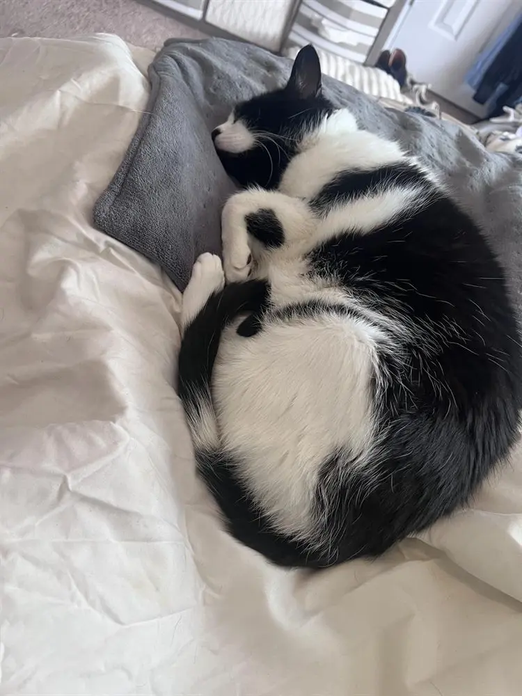 Looking for a room to Rent