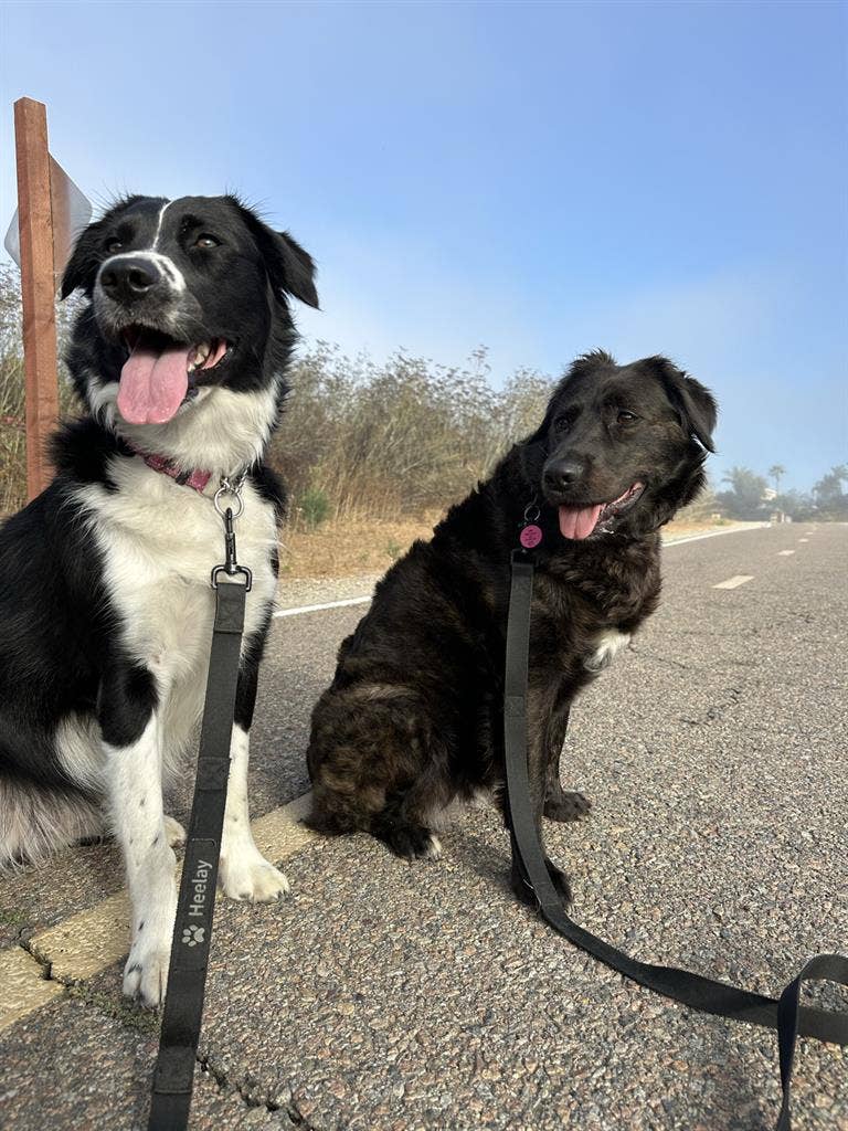 F32 w/2 dogs - looking for room