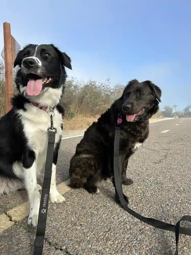 F32 w/2 dogs - looking for room