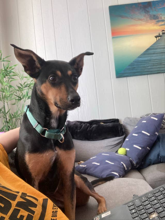 Just a they/them and a dog