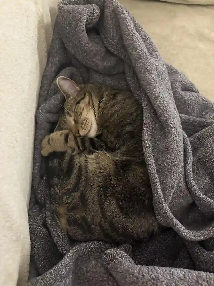 ROOM WANTED, MARCH , CAT FRIENDLY