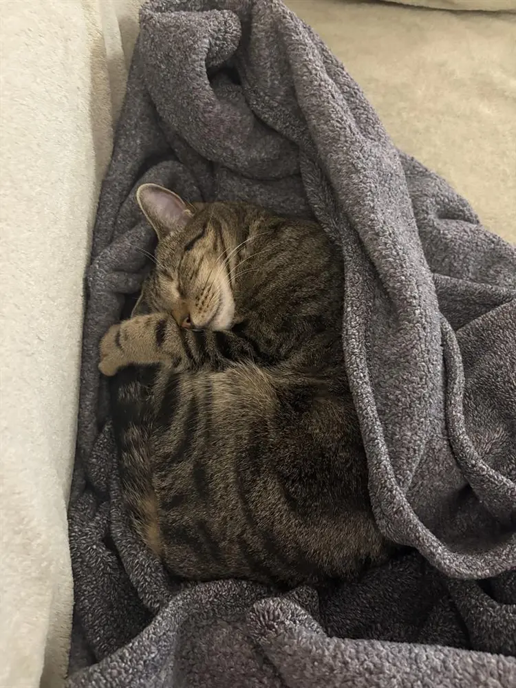 ROOM WANTED, MARCH , CAT FRIENDLY