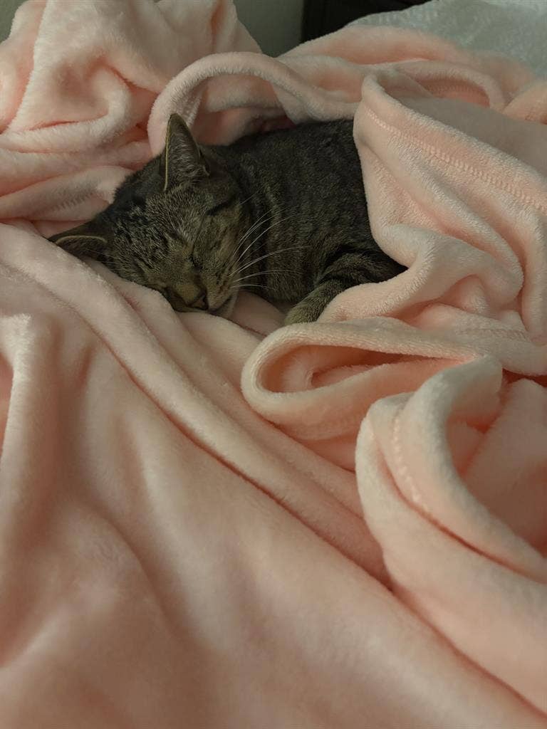 ROOM WANTED, MARCH , CAT FRIENDLY