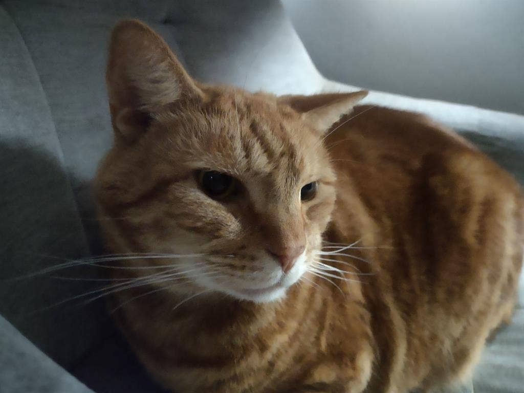 Looking for a roommate or two