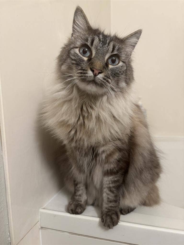 Looking for Room for me and my cat