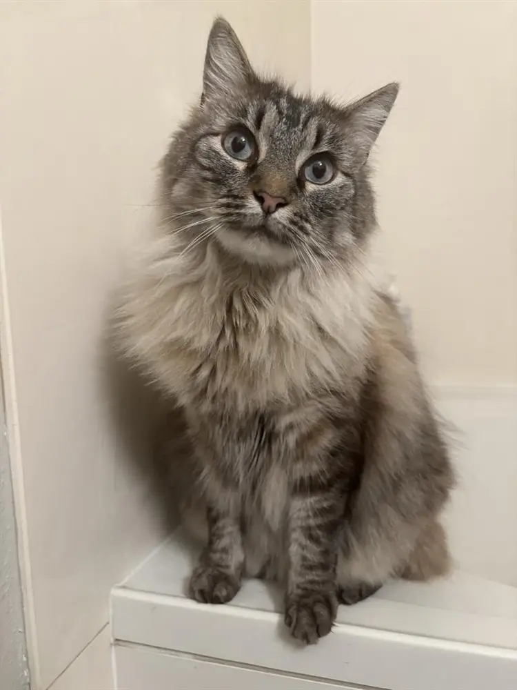 Looking for Room for me and my cat