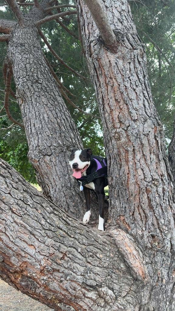 Happy dog dad