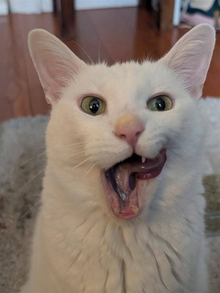 Female, 37y0, plus a cat