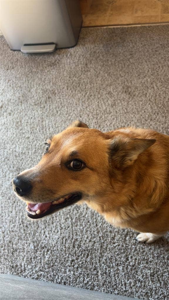 27 years old with medium sized dog