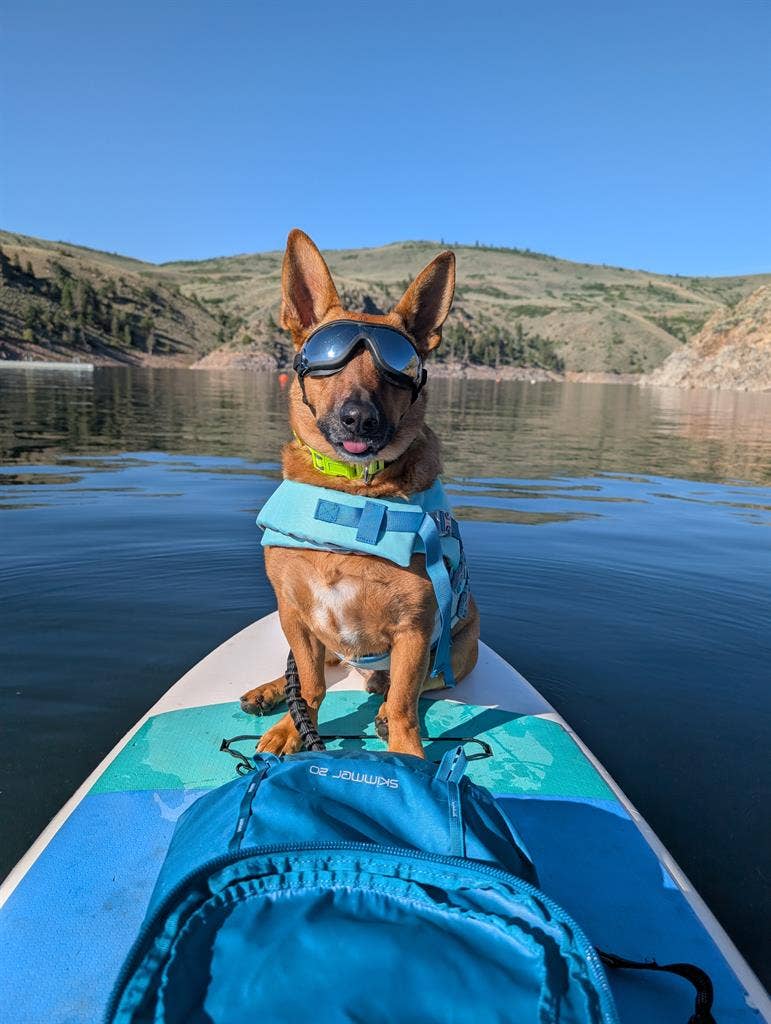 ISO Dog Friendly 2 Bedroom Home