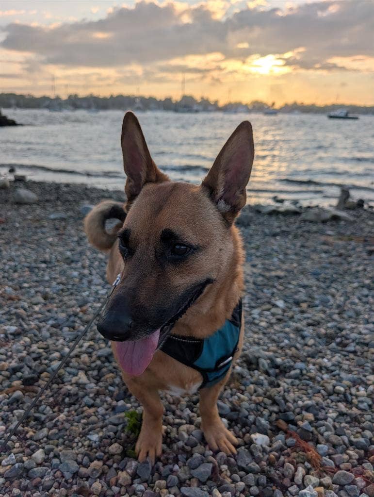 ISO Dog Friendly 2 Bedroom Home
