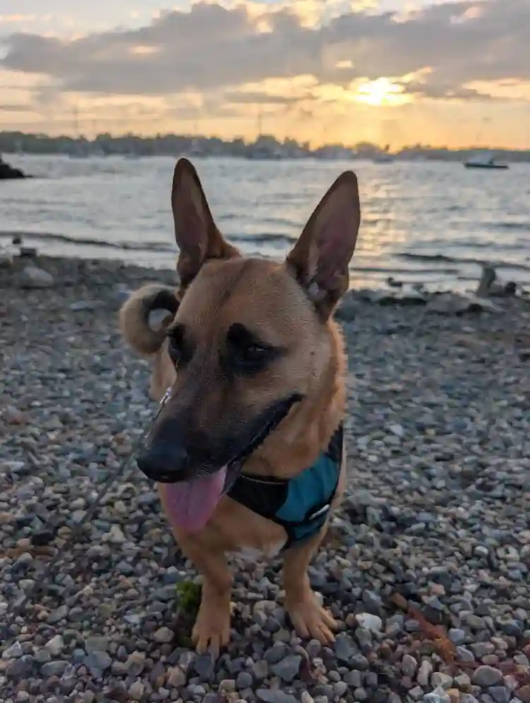 ISO Dog Friendly 2 Bedroom Home