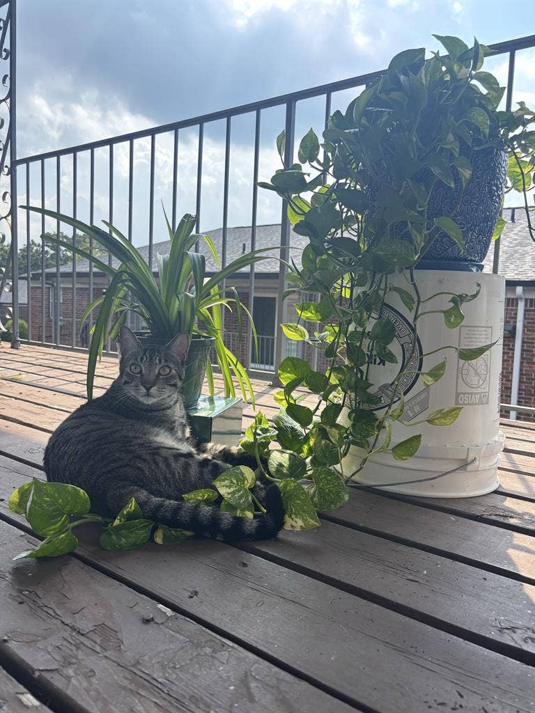 Room needed for myself with 1 cat.