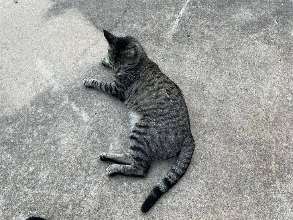 Room needed for myself with 1 cat.