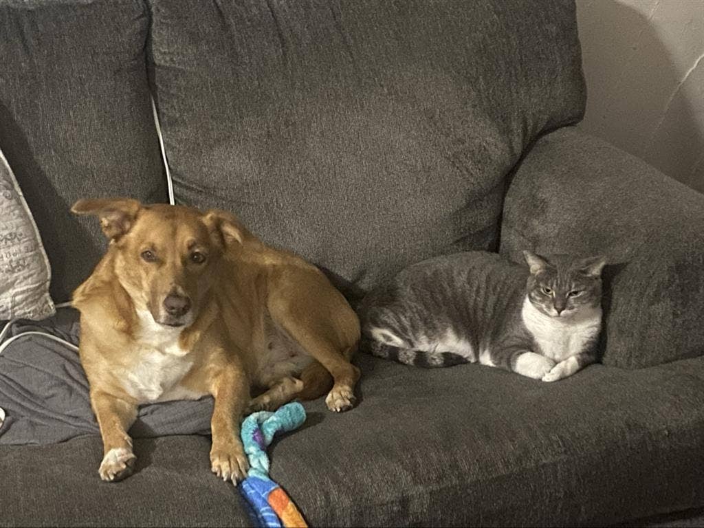 Finding girl roommates pet friendly