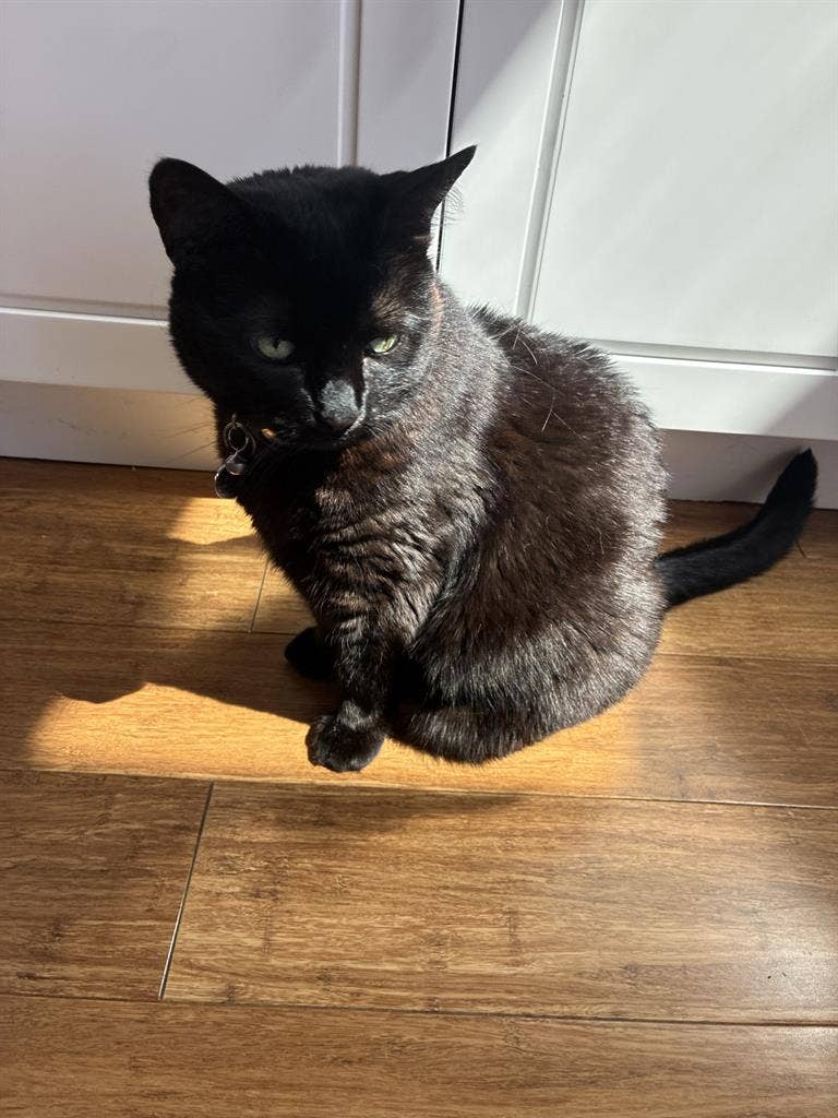 Seeking room, cat-friendly pls!