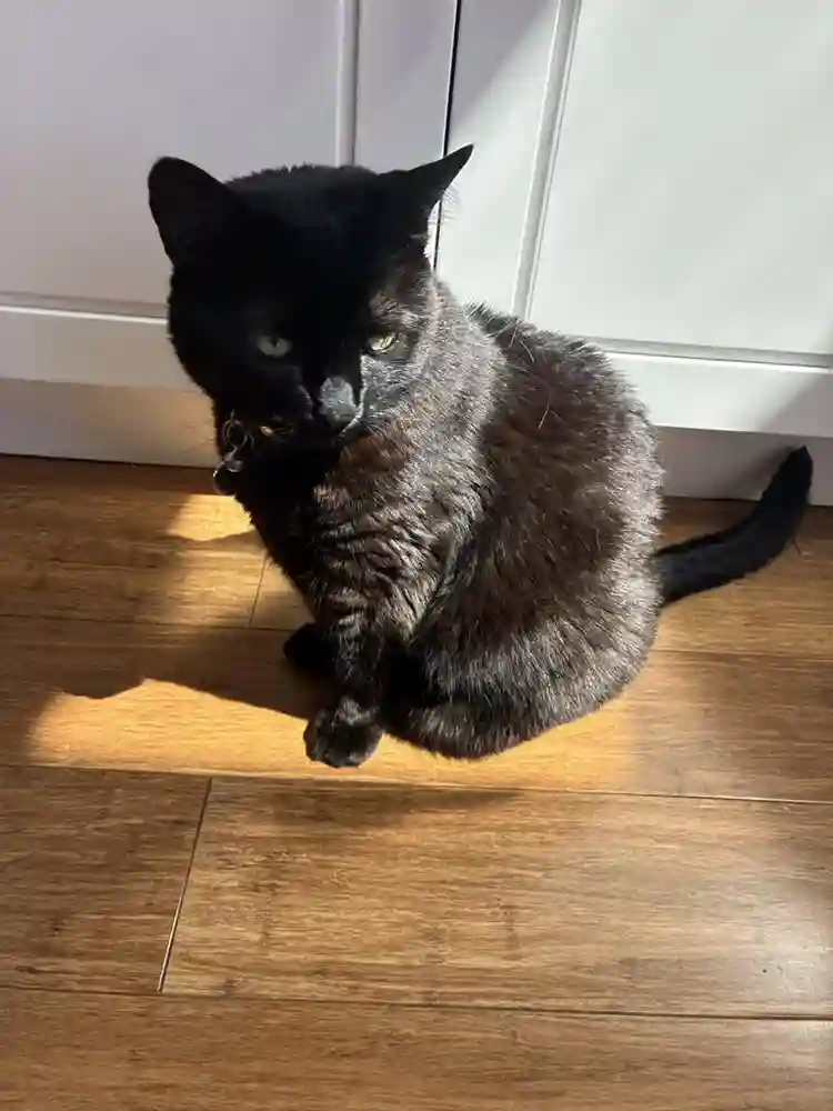 Seeking room, cat-friendly pls!