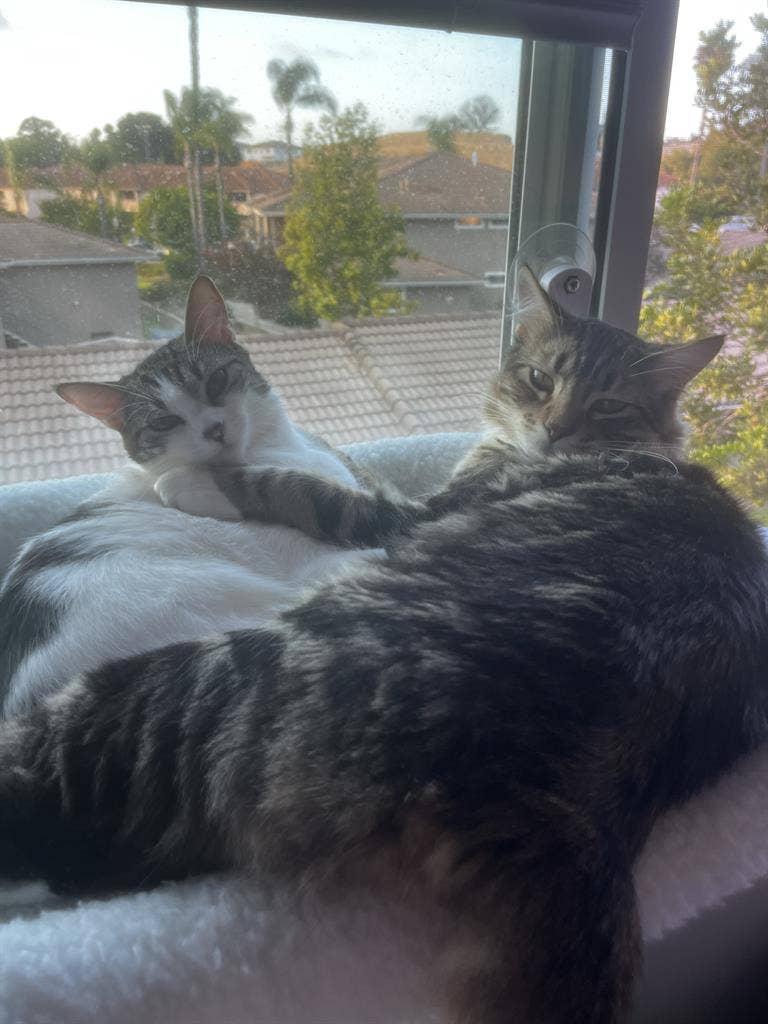 Room for two people plus animals!